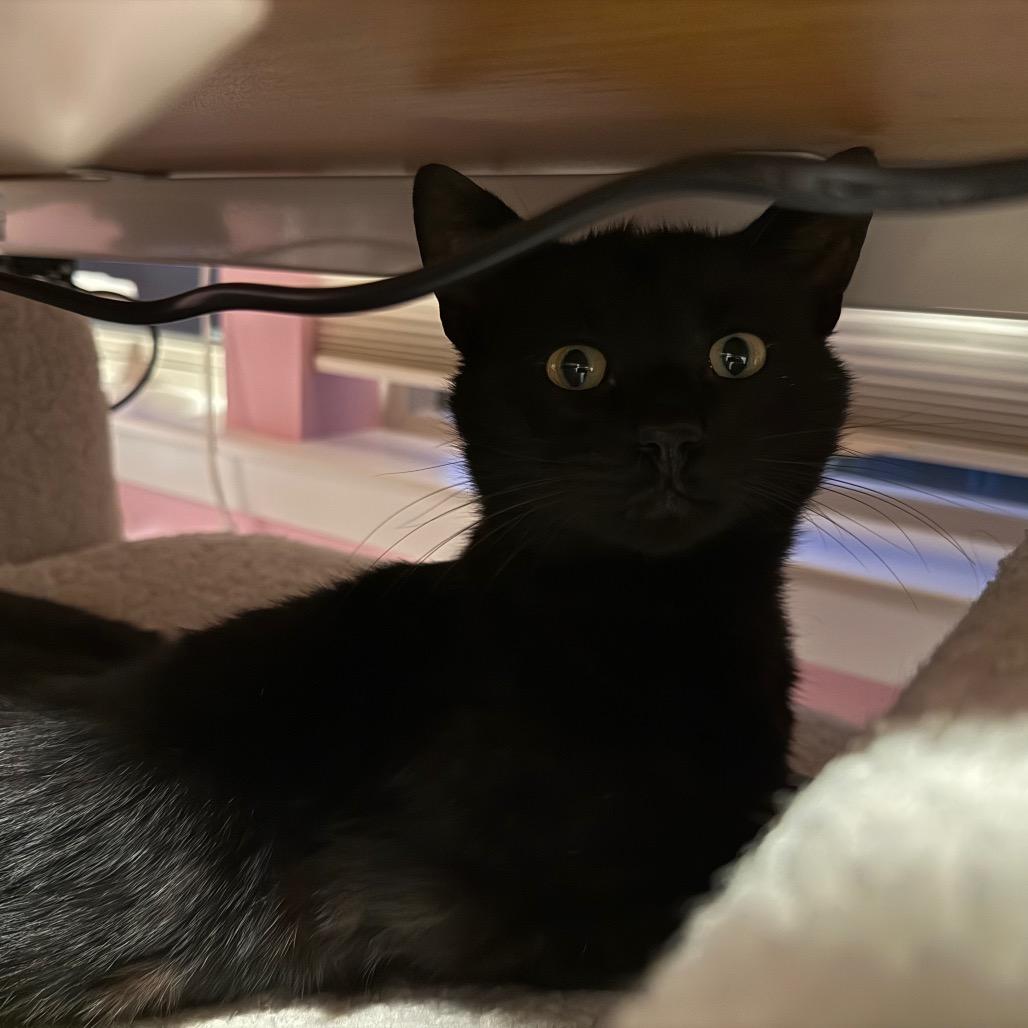 Salem, a Adoptable Domestic Short Hair in Ferndale, WA image 2/4