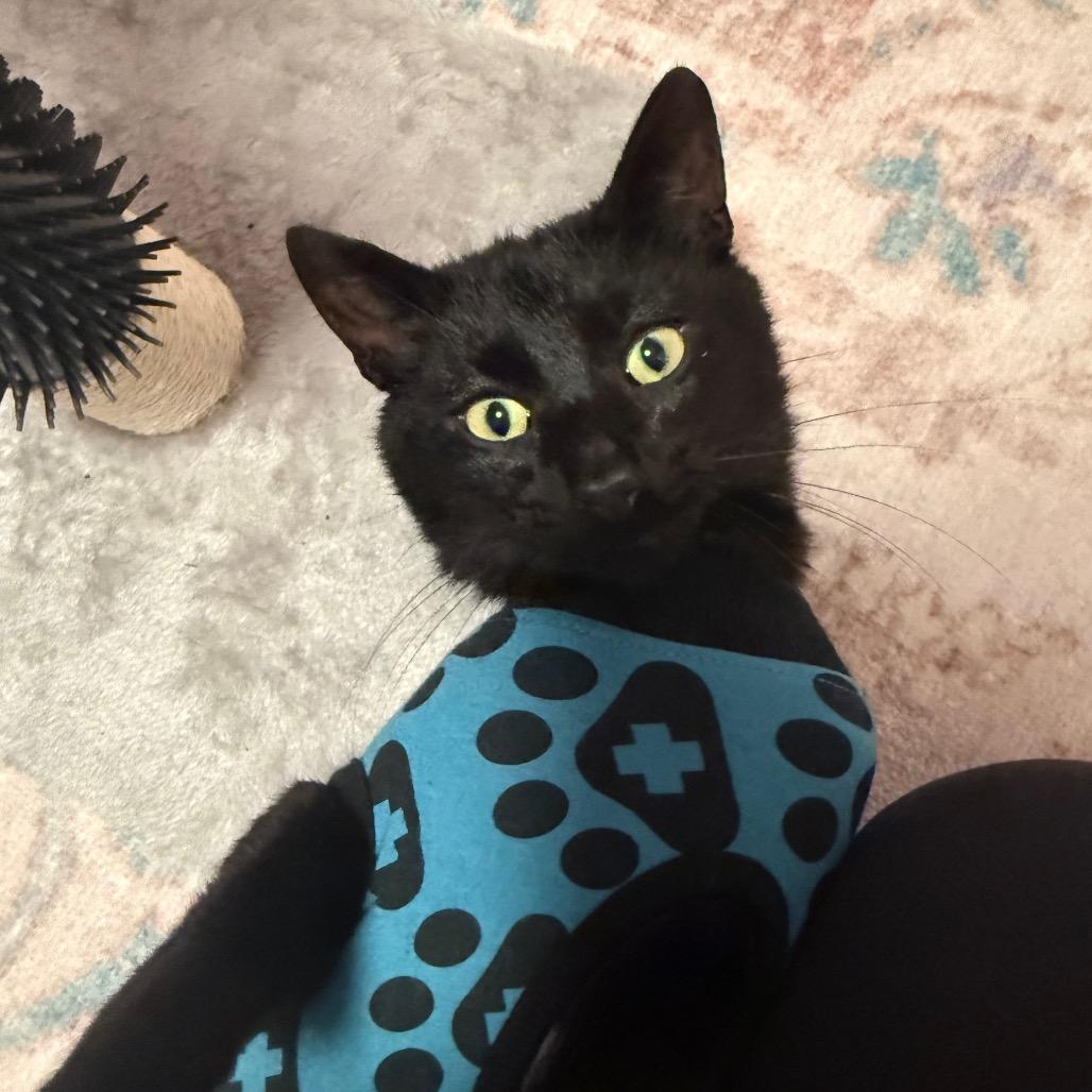 Salem, a Adoptable Domestic Short Hair in Ferndale, WA image 3/4