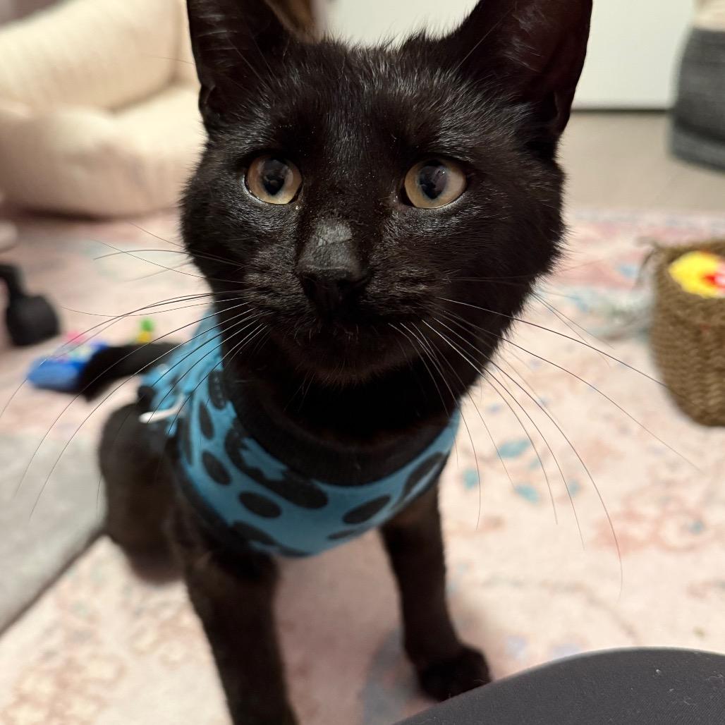 Salem, a Adoptable Domestic Short Hair in Ferndale, WA image 4/4