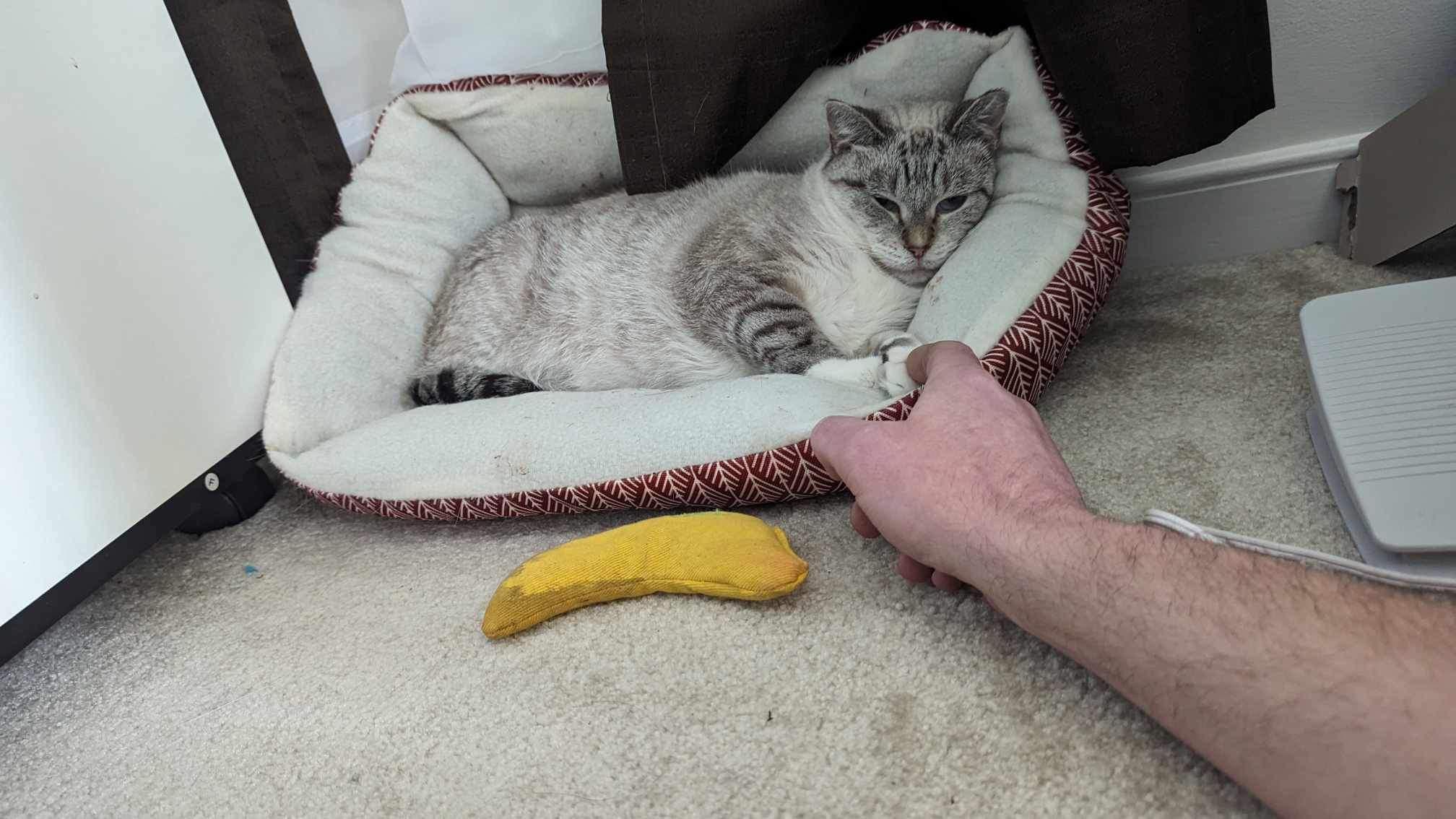 Enlarge Silver, a Adoptable Siamese in Toano, VA image 4/6