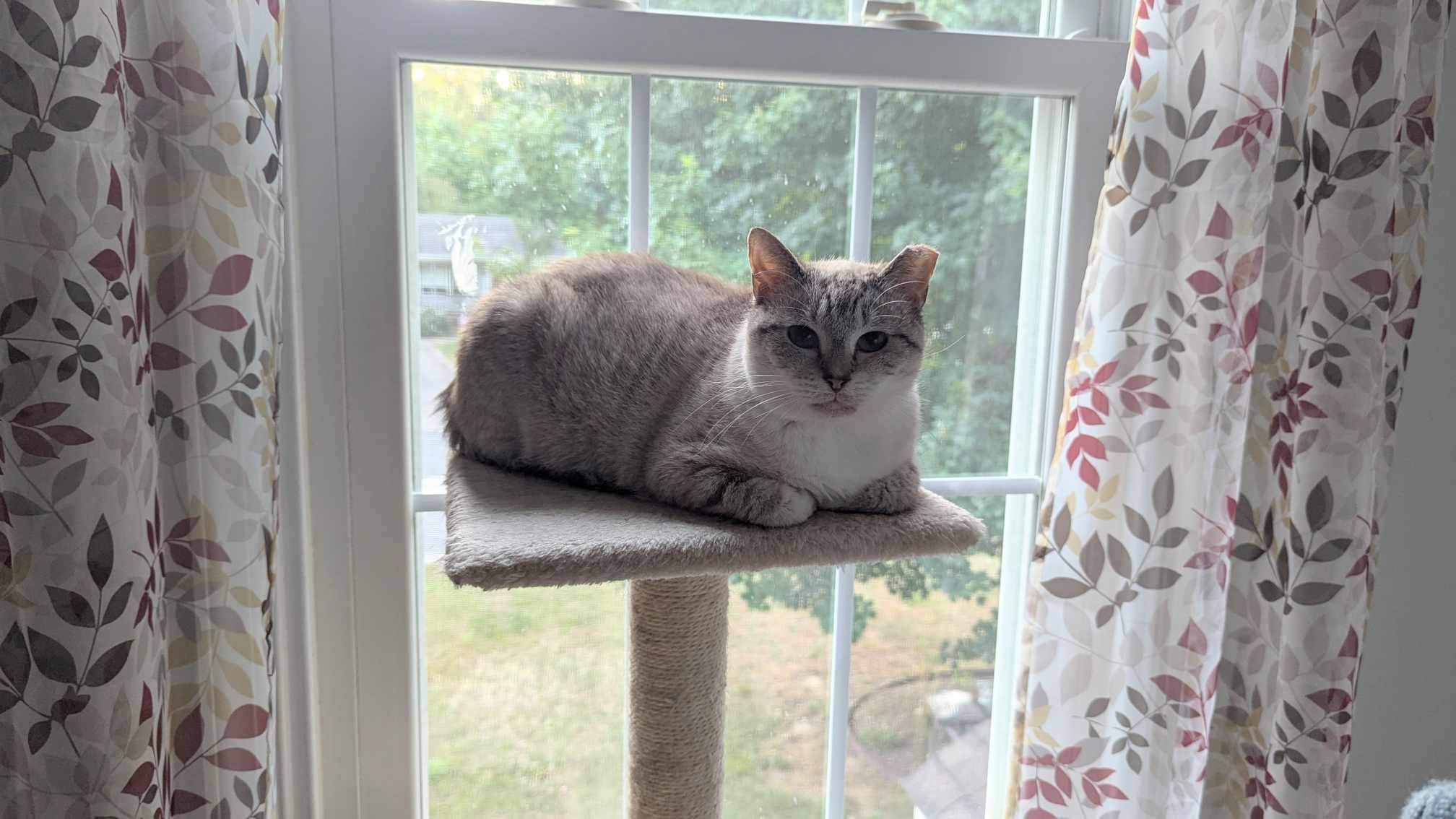 Enlarge Silver, a Adoptable Siamese in Toano, VA image 1/6