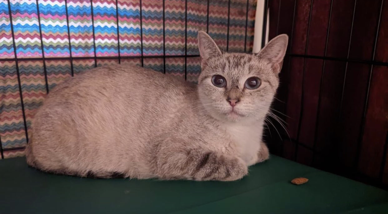 Enlarge Silver, a Adoptable Siamese in Toano, VA image 3/6