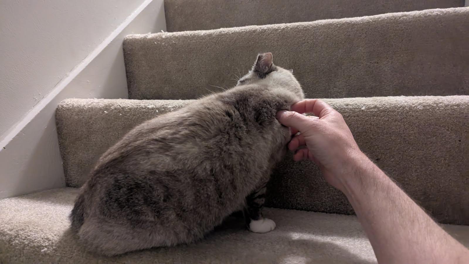 Enlarge Silver, a Adoptable Siamese in Toano, VA image 6/6