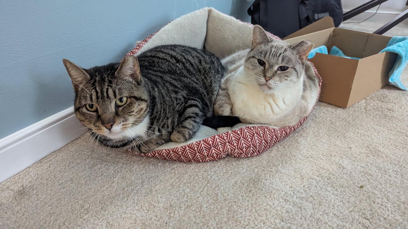 Enlarge Silver, a Adoptable Siamese in Toano, VA image 2/6