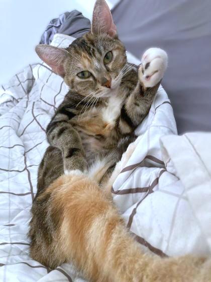 Aries, Adoptable, Adult Female Domestic Short Hair & Domestic Short Hair.