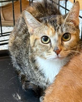 Enlarge Aries, a Adoptable mixed breed in Washington, DC image 3/3