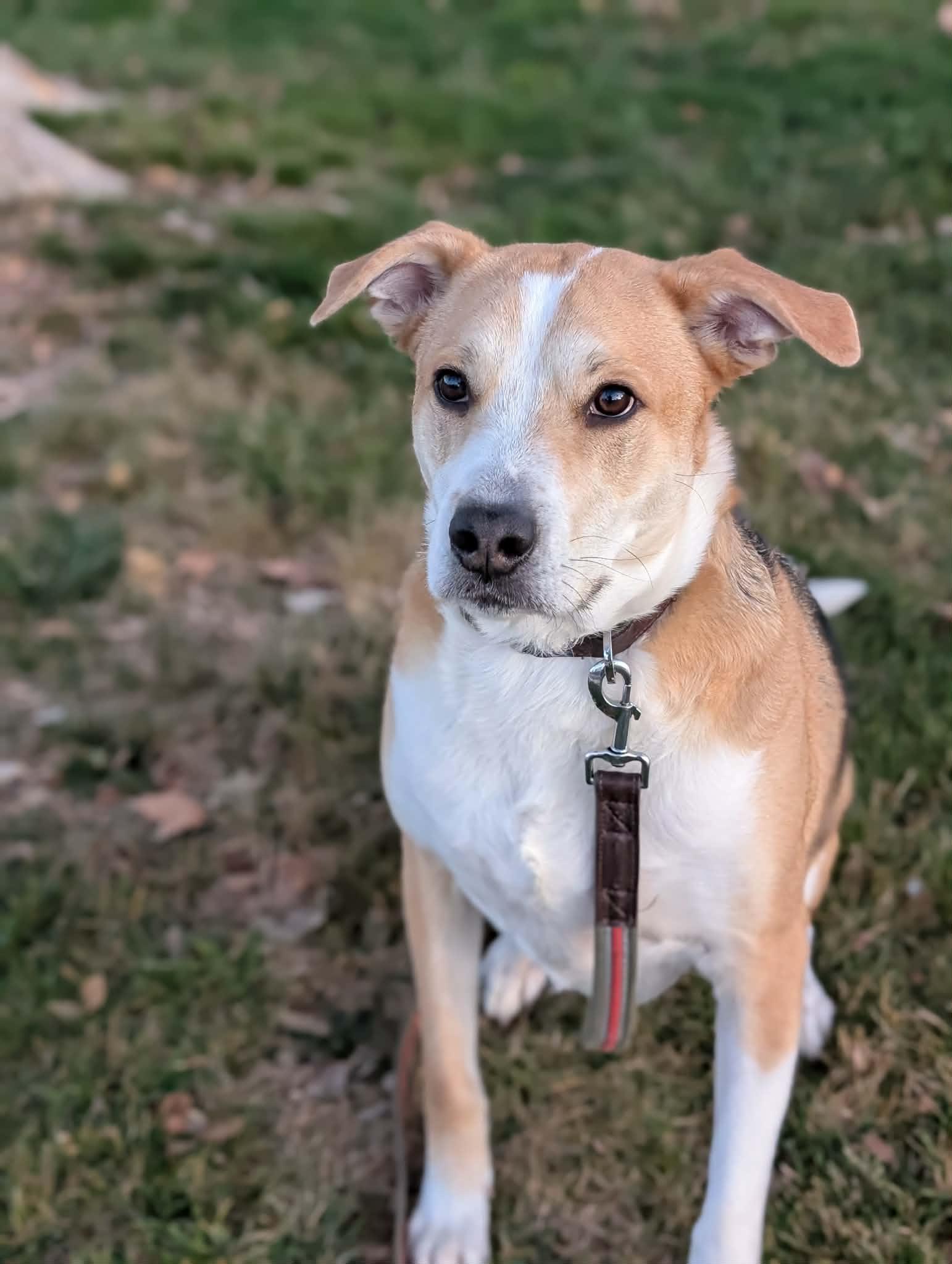 Enlarge Ozzy, a Adoptable mixed breed in Bellingham , WA image 5/6