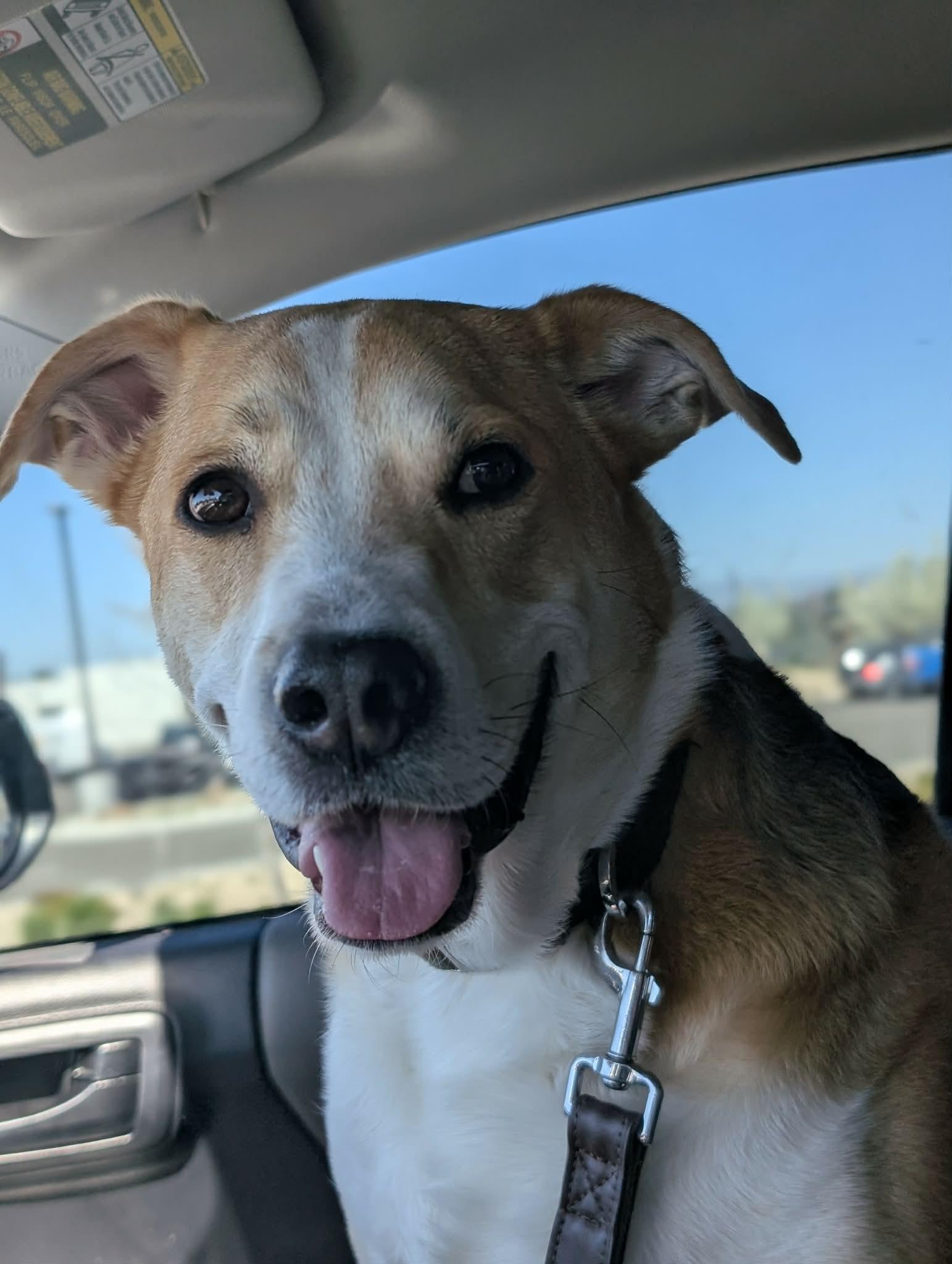 Enlarge Ozzy, a Adoptable mixed breed in Bellingham , WA image 6/6
