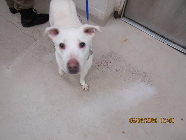 Enlarge Tsunade(825), a Adoptable mixed breed in Marietta, GA image 1/1