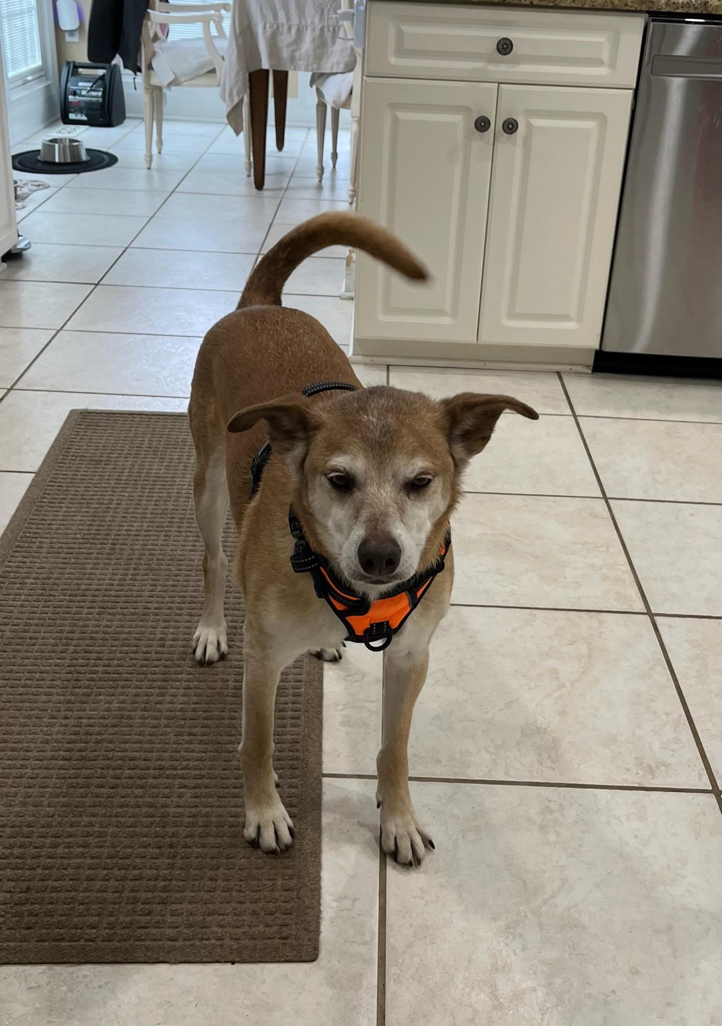 Zach, Adoptable, Adult Male Husky & Vizsla.