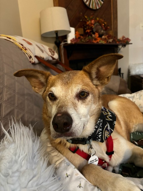 Zach, a Adoptable mixed breed in Glen Allen, VA image 2/6