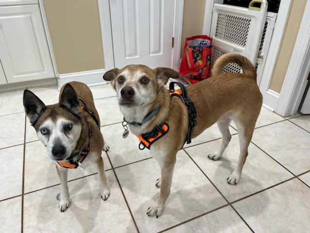 Zach, a Adoptable mixed breed in Glen Allen, VA image 6/6