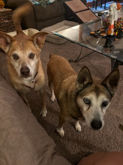 Zach, a Adoptable mixed breed in Glen Allen, VA image 3/6