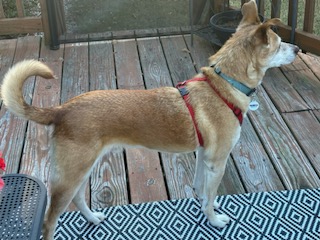 Zach, a Adoptable mixed breed in Glen Allen, VA image 4/6