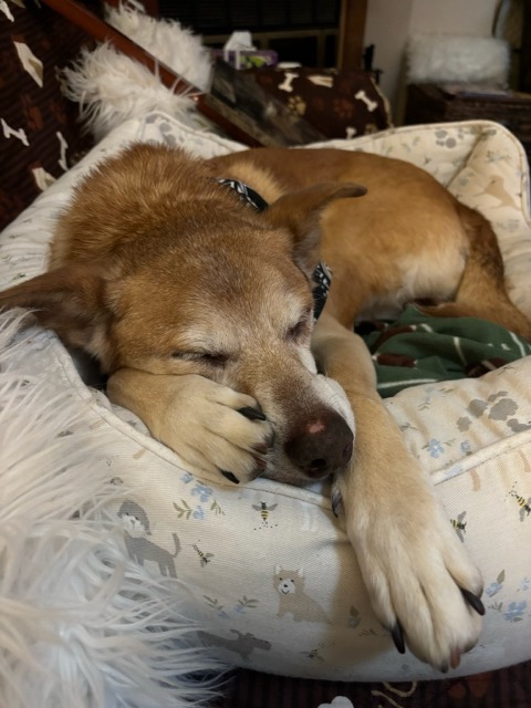 Zach, a Adoptable mixed breed in Glen Allen, VA image 5/6