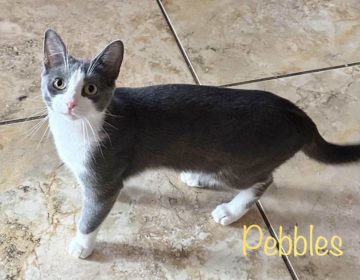 Pebbles, Adoptable, Young Female Domestic Short Hair.