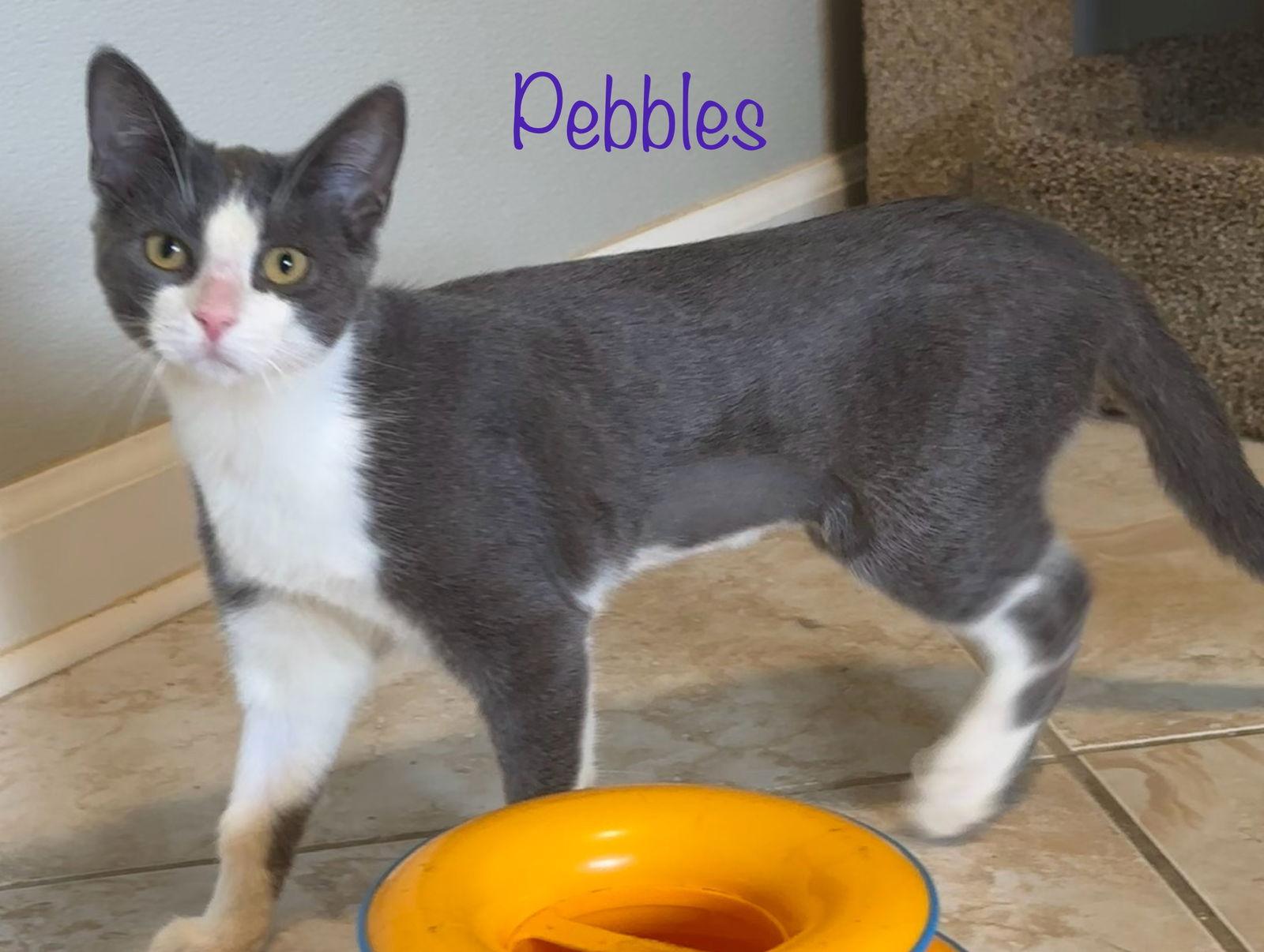 Enlarge Pebbles, a Adoptable Domestic Short Hair in Longwood, FL image 2/3
