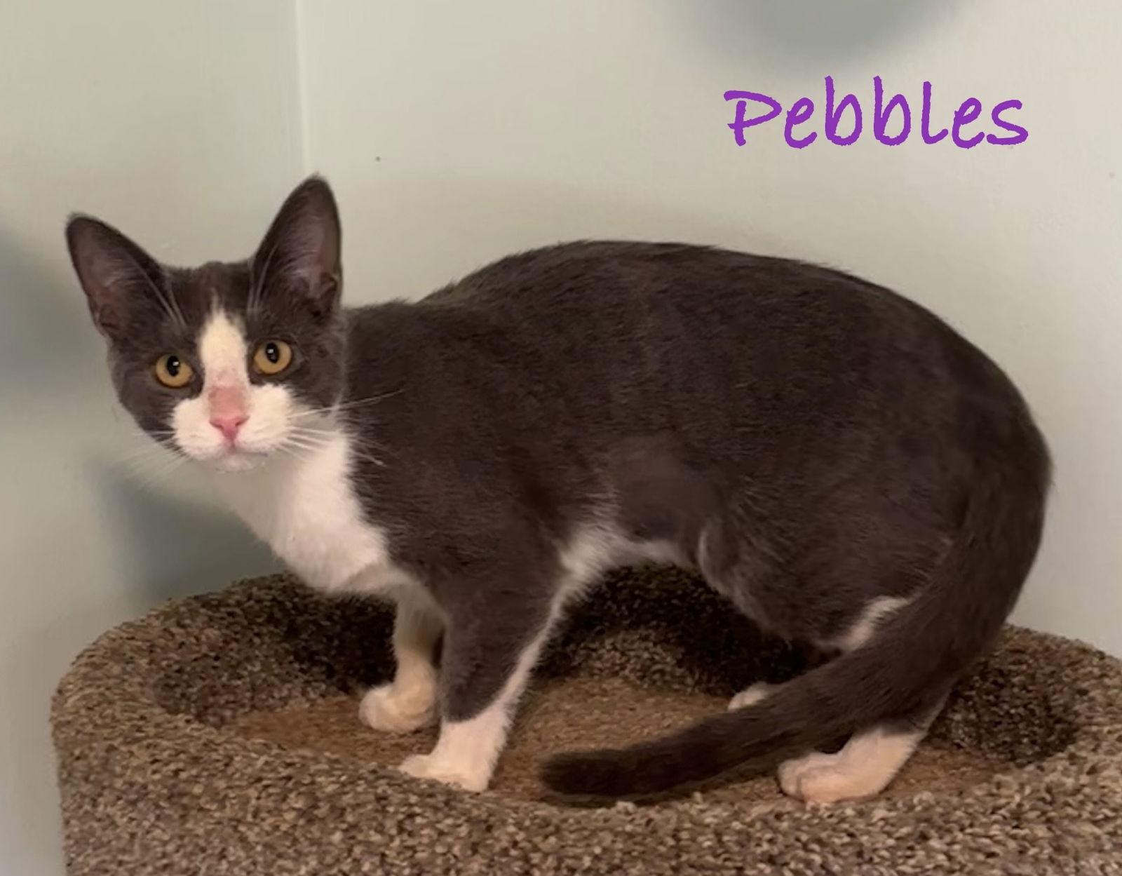 Enlarge Pebbles, a Adoptable Domestic Short Hair in Longwood, FL image 3/3
