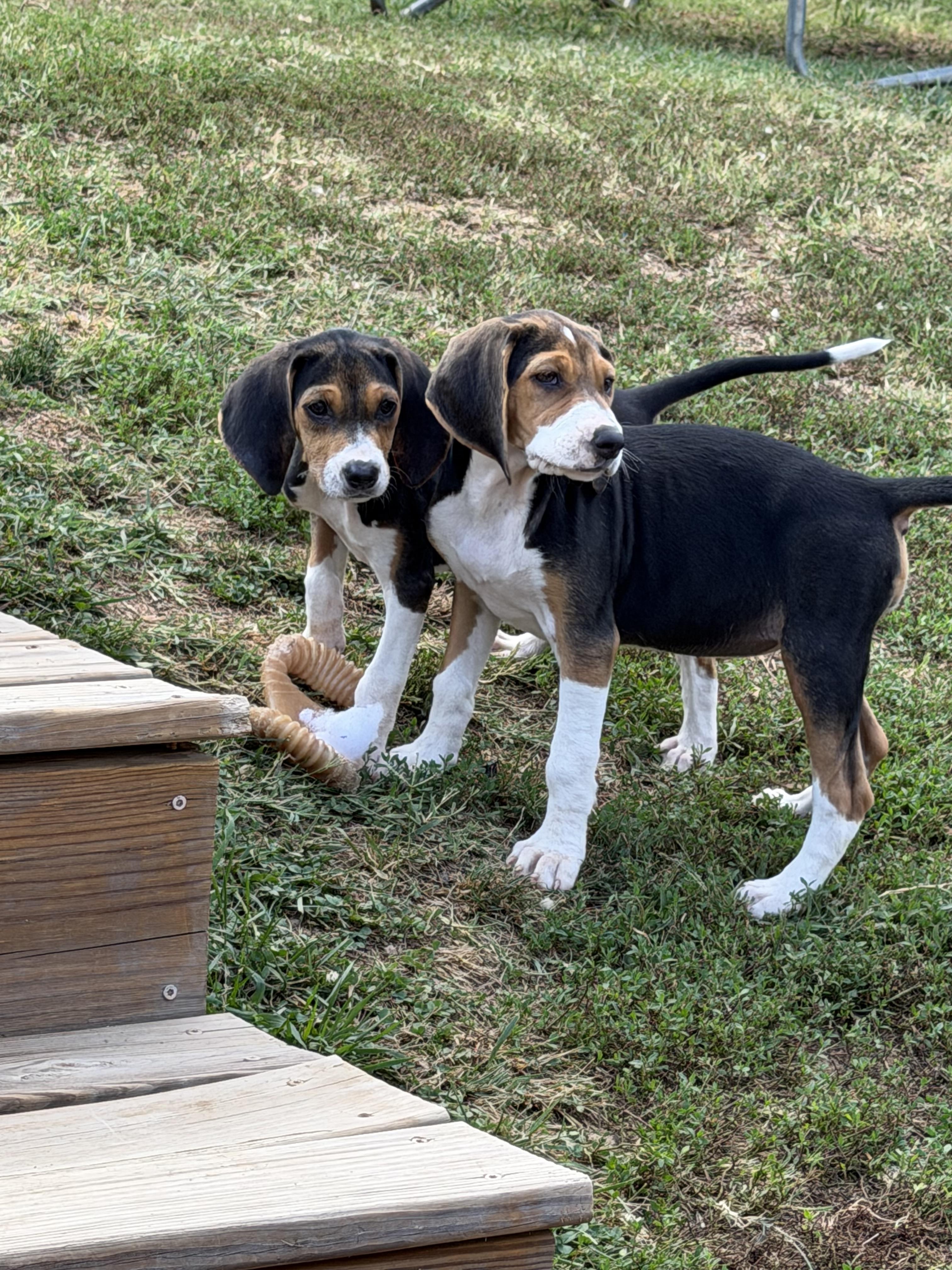 Enlarge Cypress, a Adoptable mixed breed in Stuarts Draft, VA image 3/6