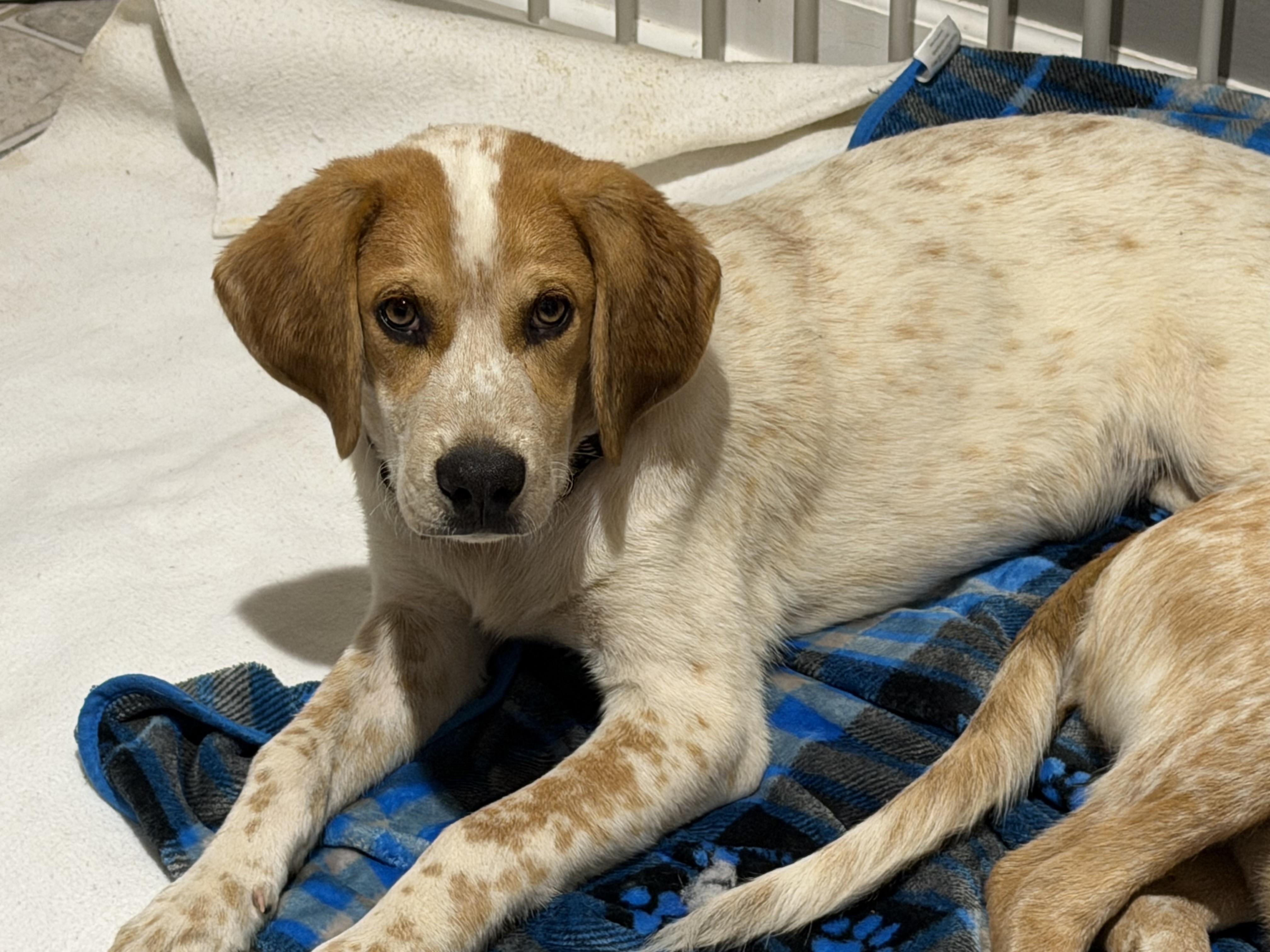 Enlarge Cypress, a Adoptable mixed breed in Stuarts Draft, VA image 1/6