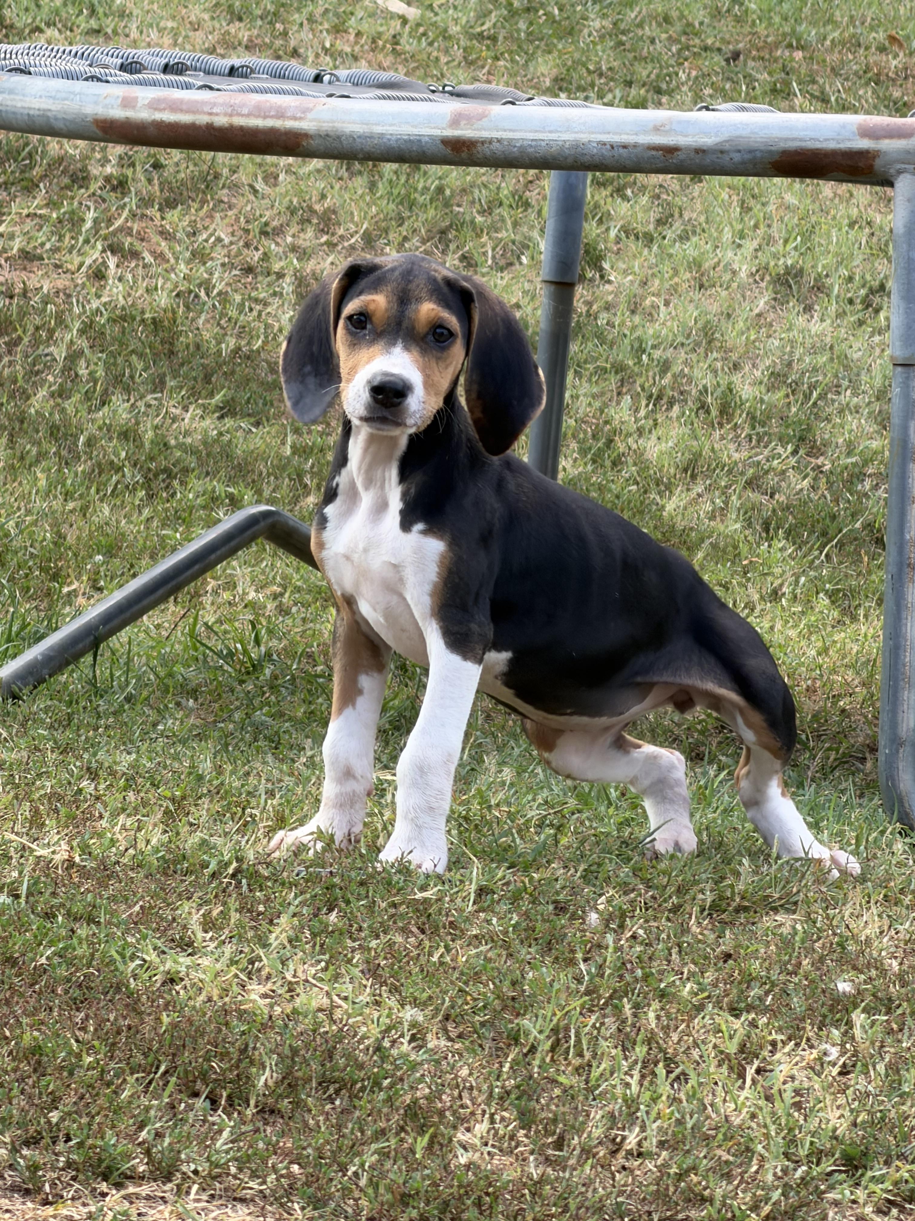 Enlarge Cypress, a Adoptable mixed breed in Stuarts Draft, VA image 5/6