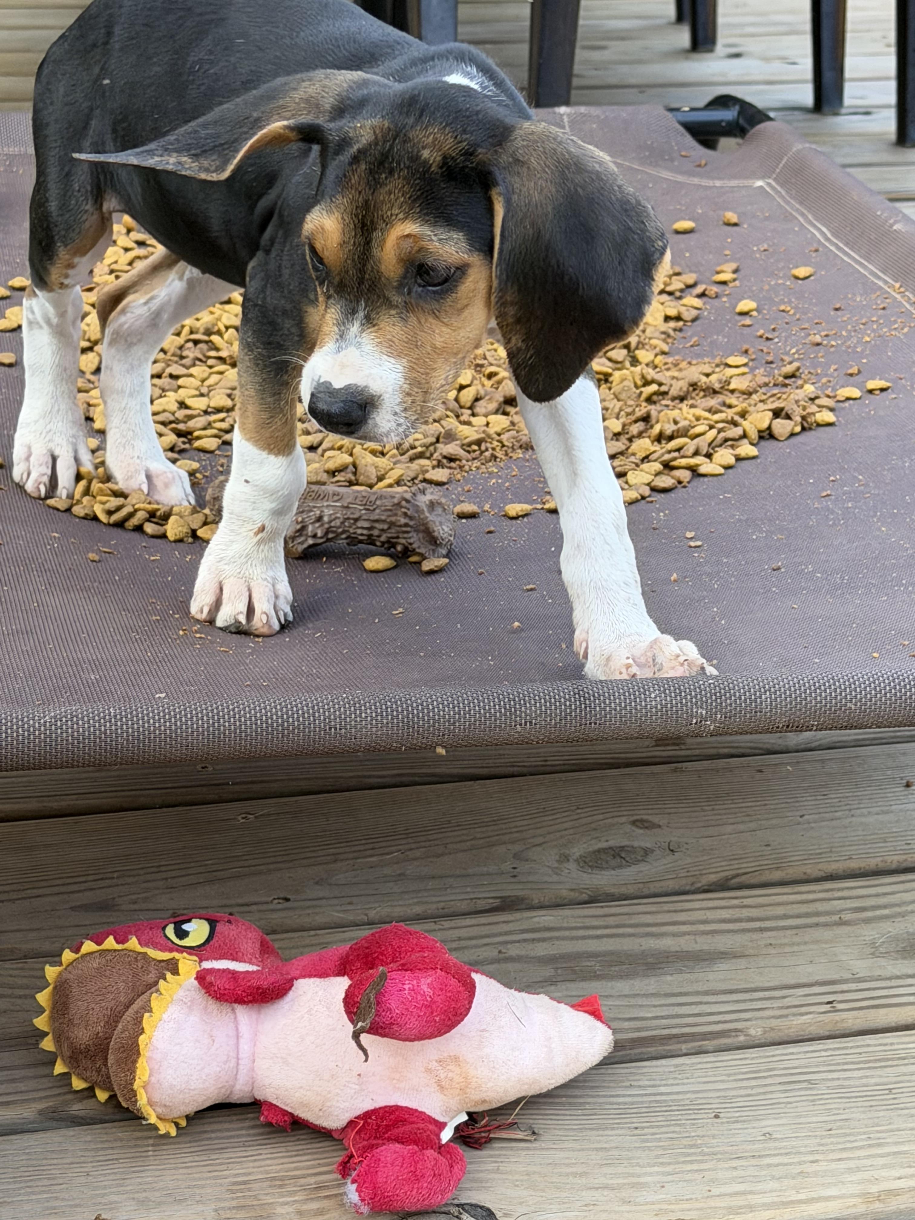 Enlarge Cypress, a Adoptable mixed breed in Stuarts Draft, VA image 4/6