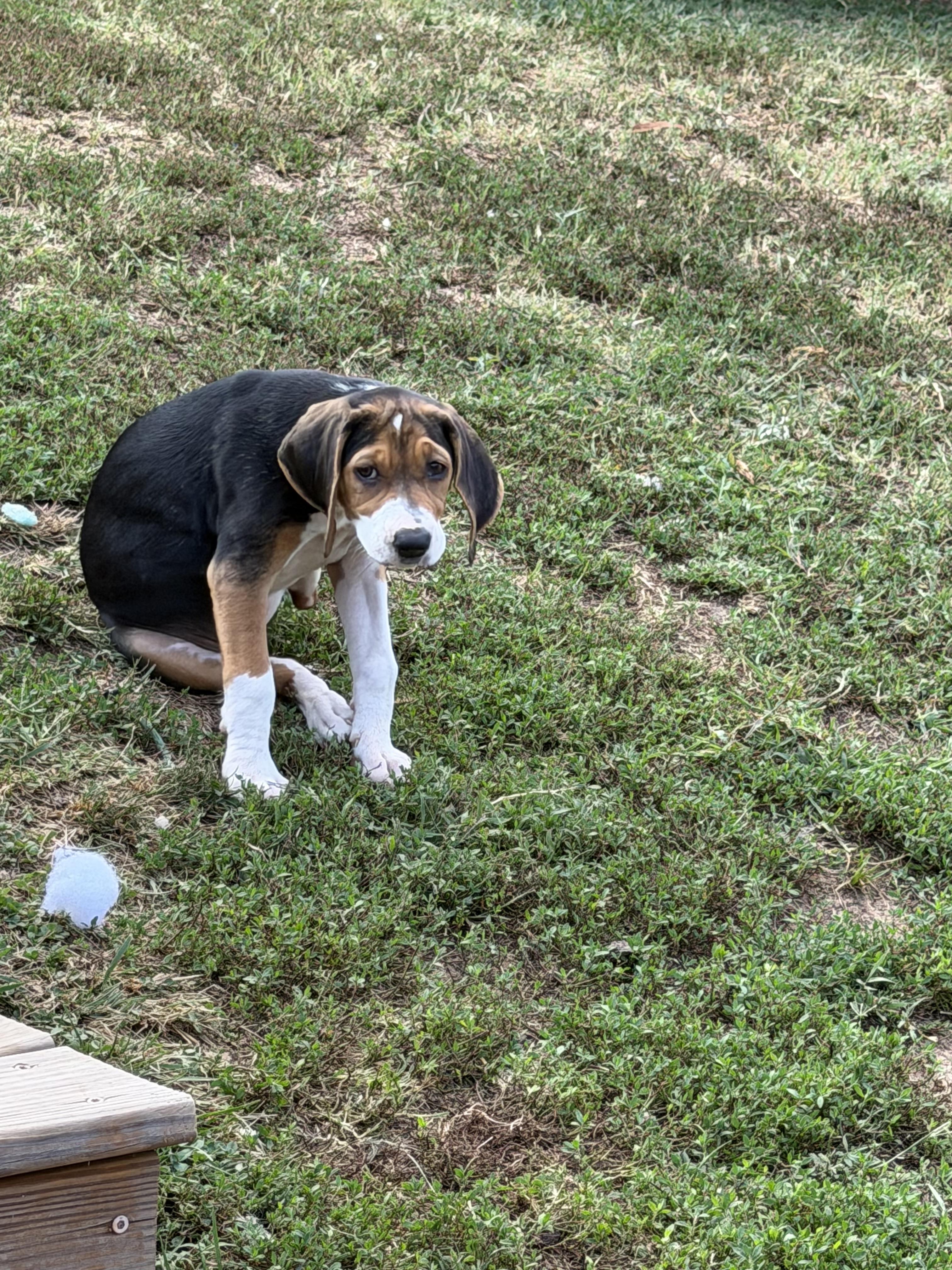 Enlarge Cypress, a Adoptable mixed breed in Stuarts Draft, VA image 2/6