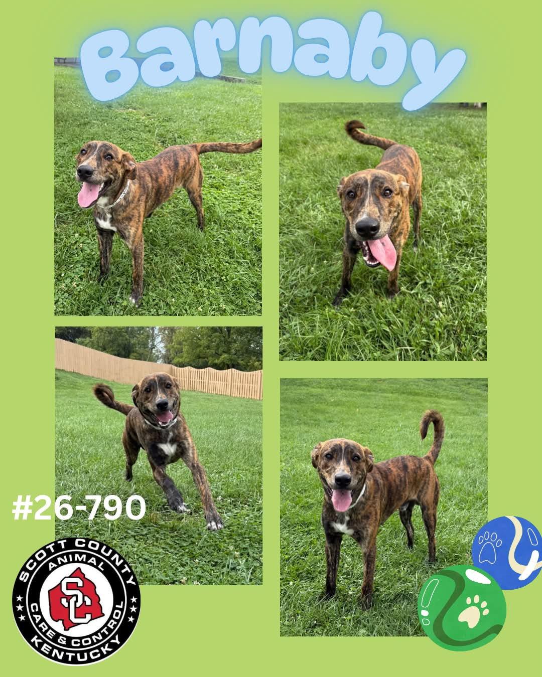 Barnaby, Adoptable, Adult Male Mountain Cur.