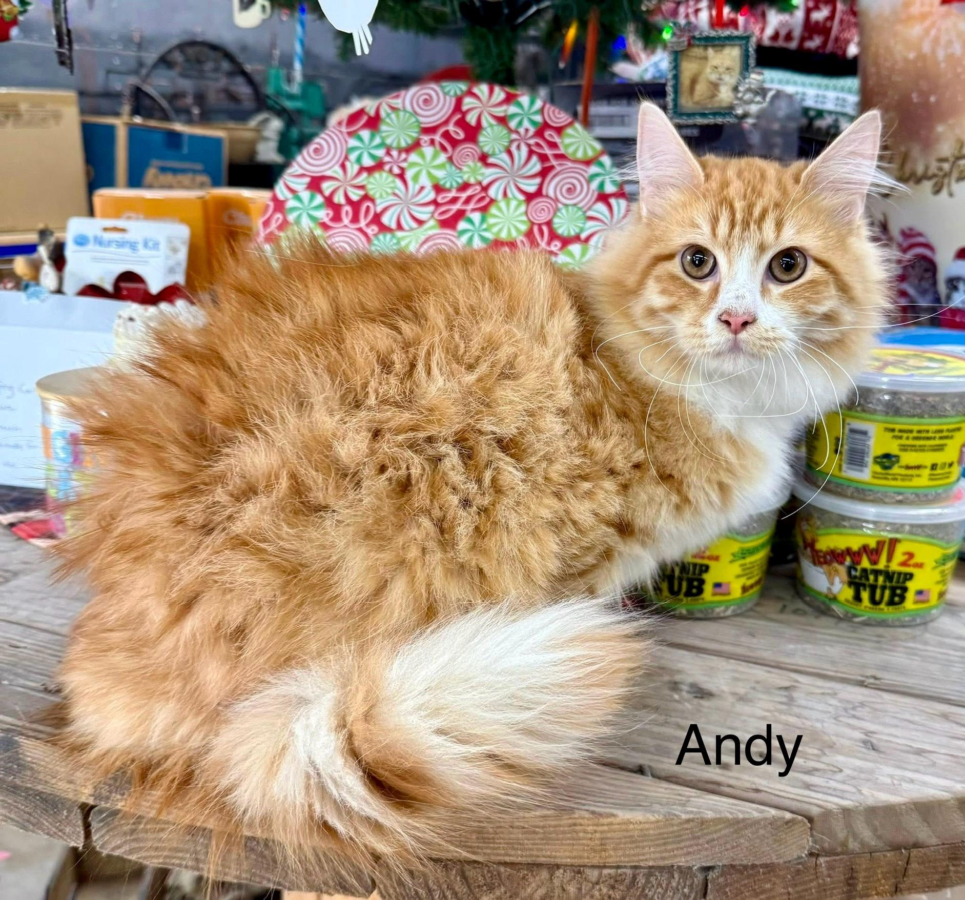 Enlarge Andy kitten longhair, an adopted mixed breed in Jackson, GA image 1/3