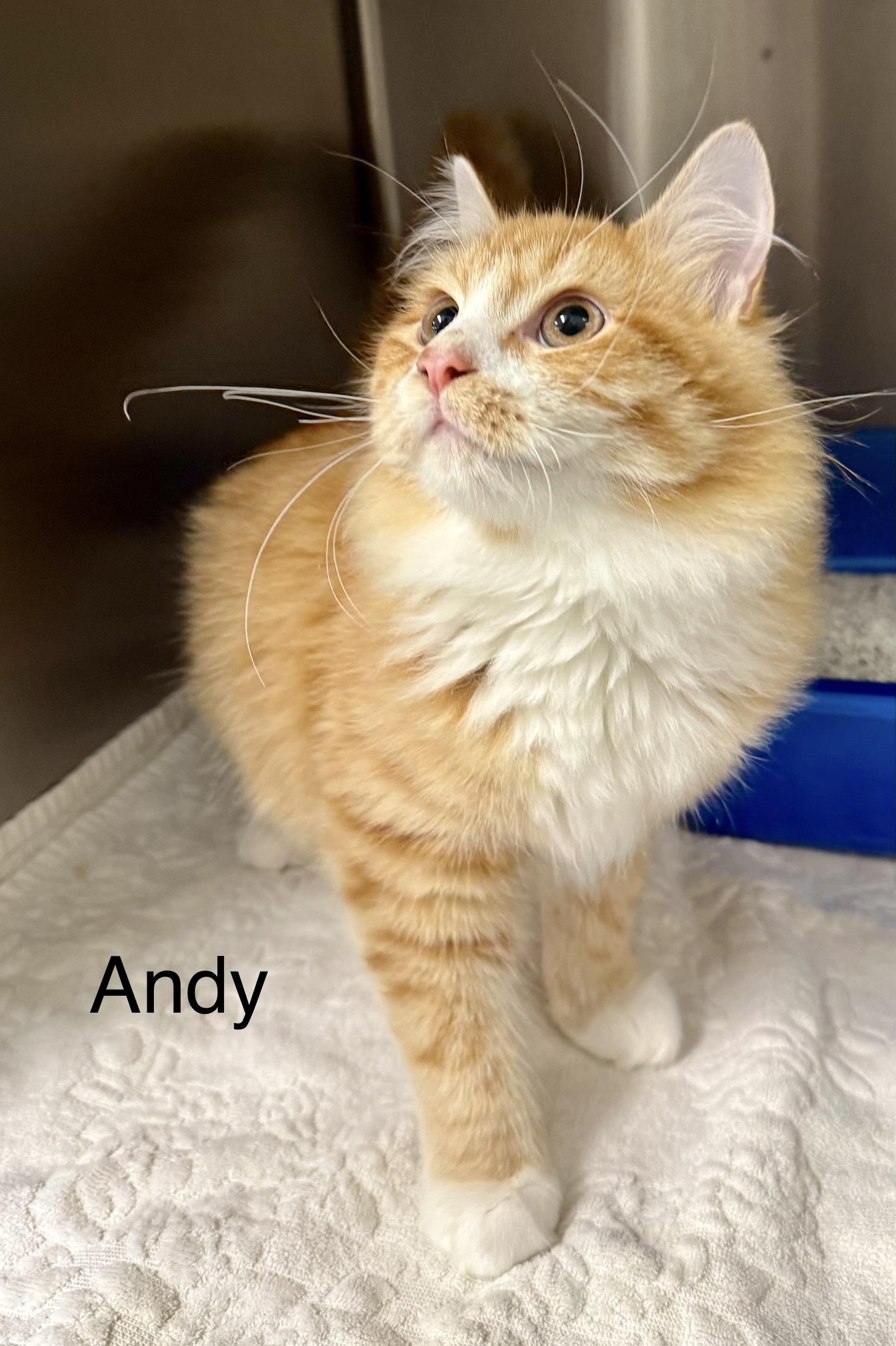 Enlarge Andy kitten longhair, an adopted mixed breed in Jackson, GA image 2/3