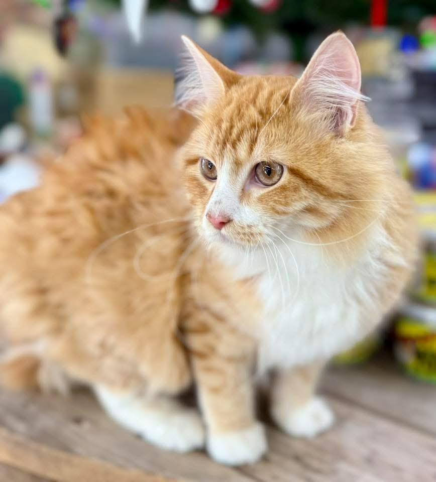 Enlarge Andy kitten longhair, an adopted mixed breed in Jackson, GA image 3/3