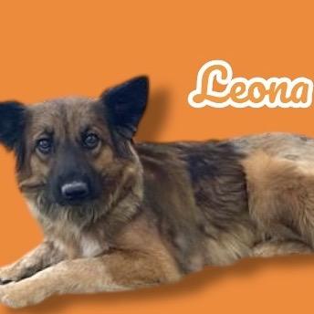 Leona, Adoptable, Adult Female German Shepherd Dog & Mixed Breed.