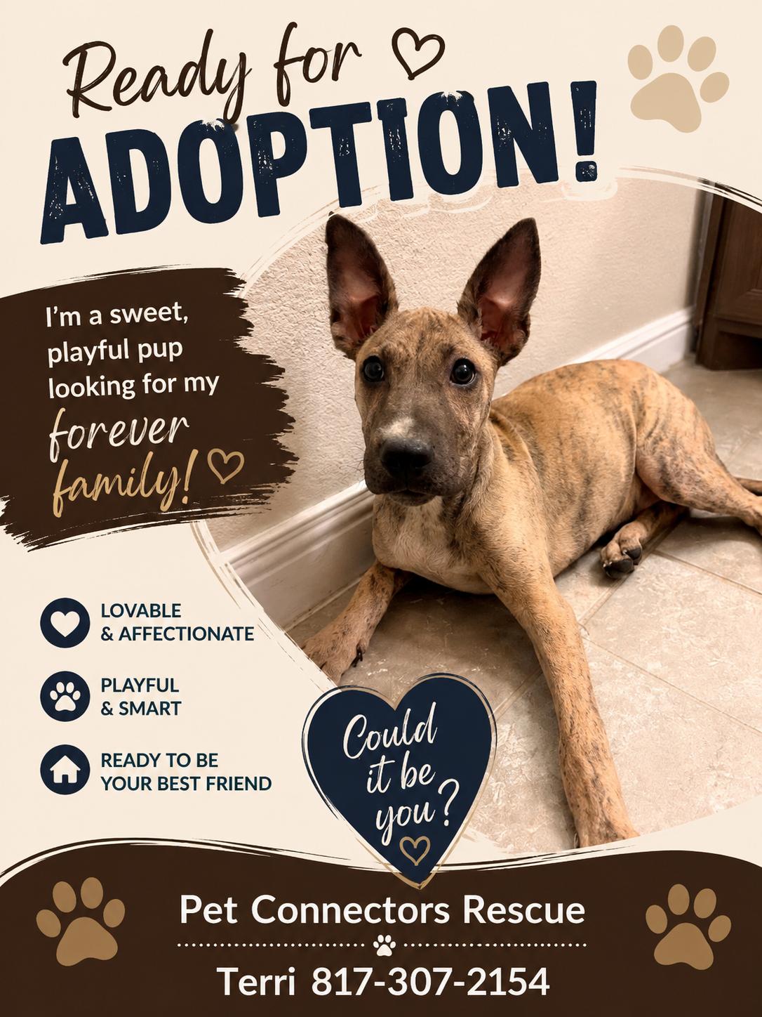 Lyra, Adoptable, Puppy Female Xoloitzcuintli / Mexican Hairless.