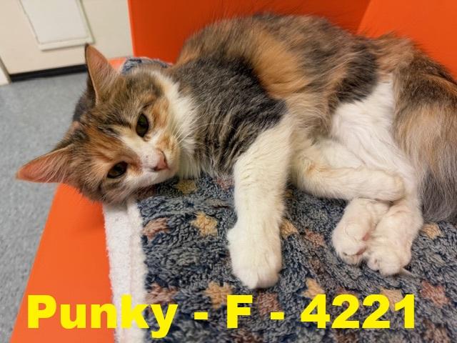 Punkie, Adoptable, Young Female Calico.