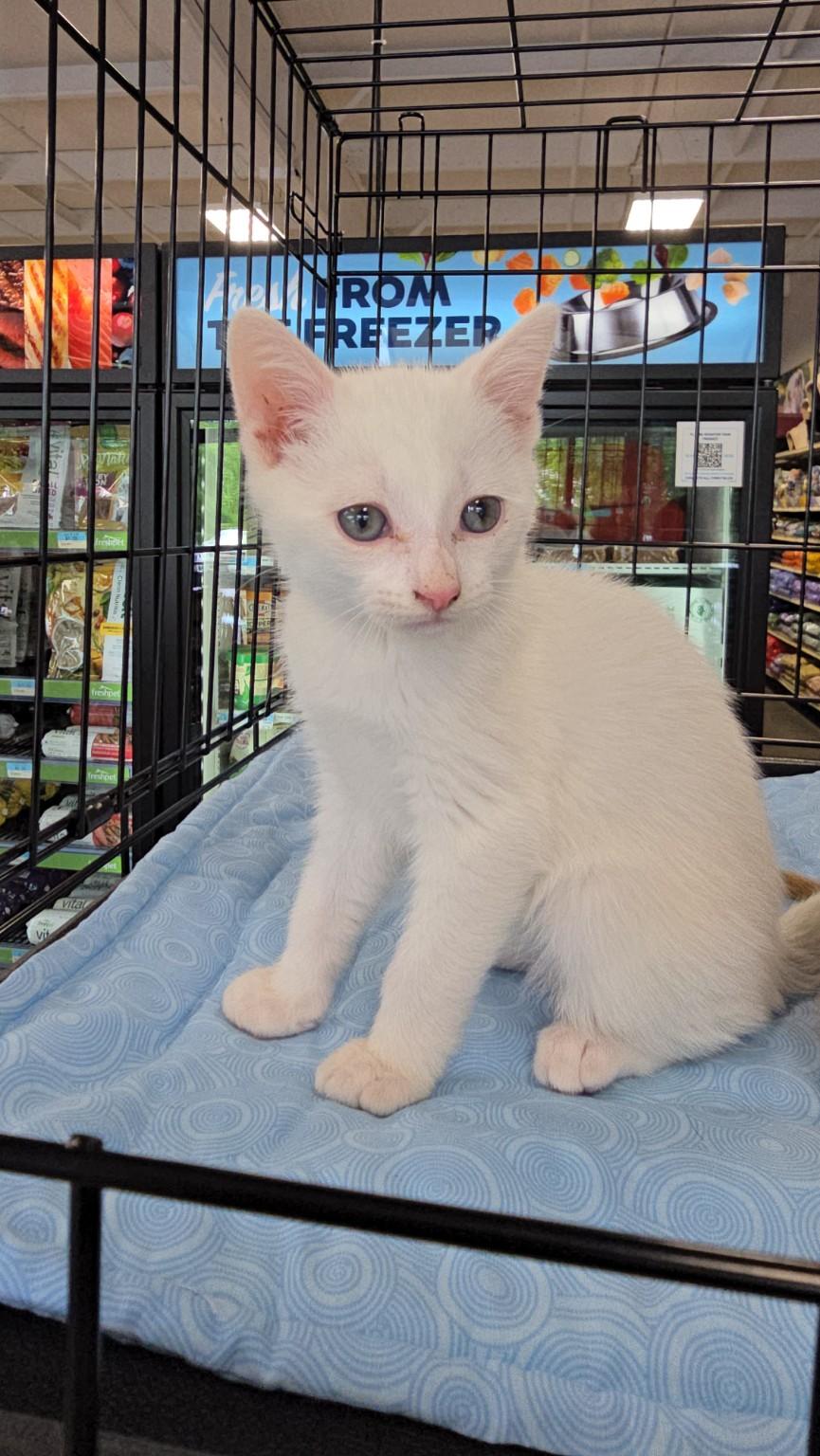 Enlarge Cupid, a Adopted Domestic Short Hair in Morganton, NC image 1/5