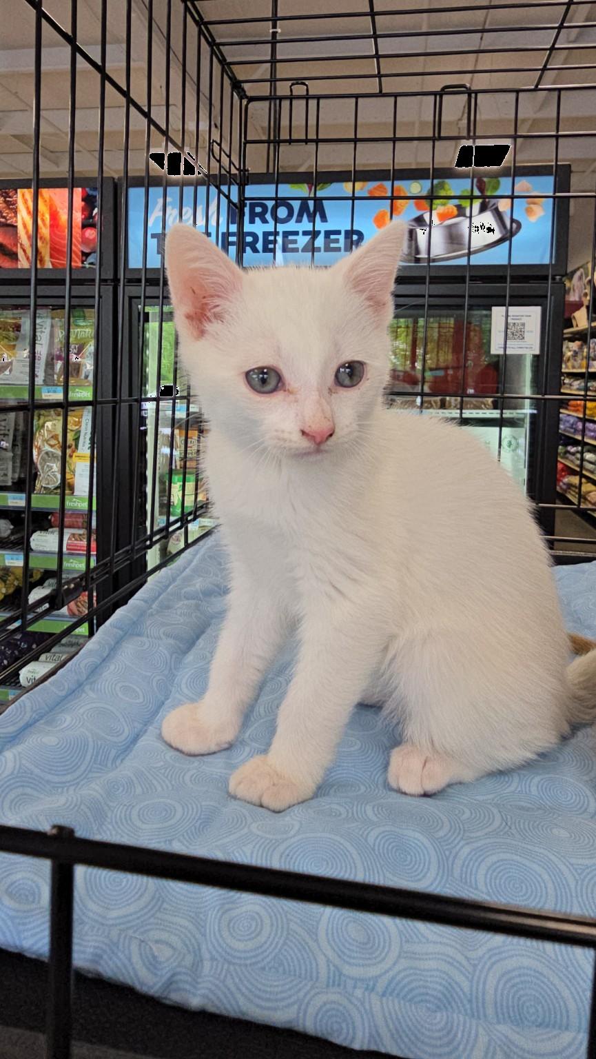 Enlarge Cupid, a Adopted Domestic Short Hair in Morganton, NC image 2/5