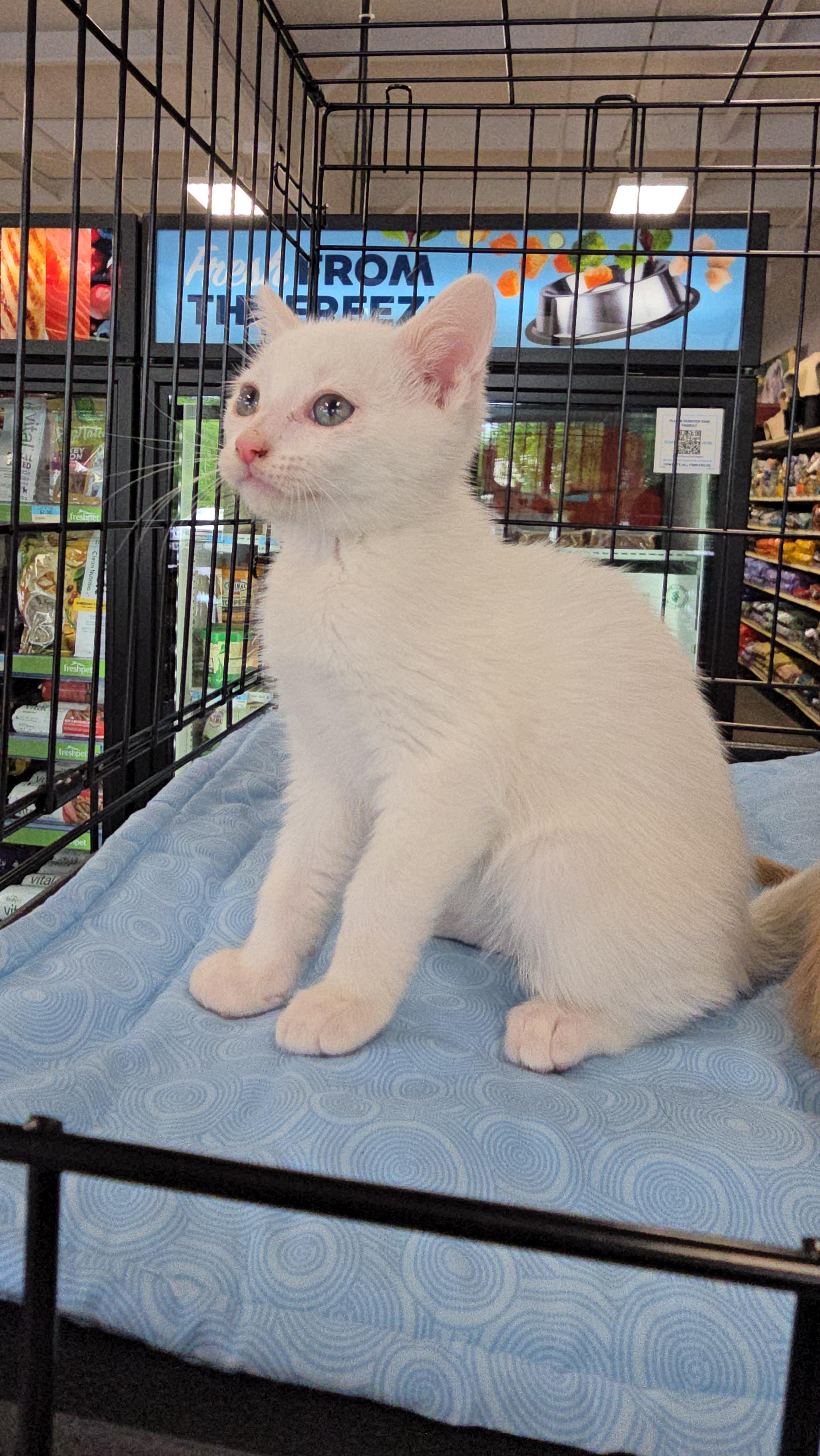 Enlarge Cupid, a Adopted Domestic Short Hair in Morganton, NC image 3/5
