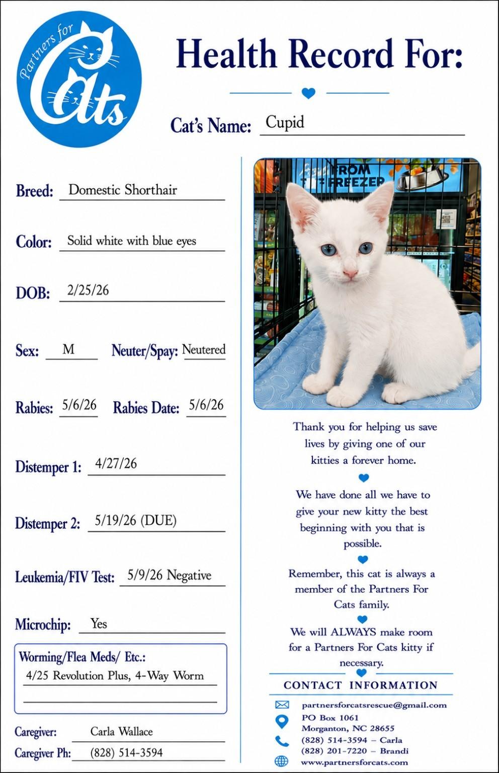 Enlarge Cupid, a Adopted Domestic Short Hair in Morganton, NC image 5/5