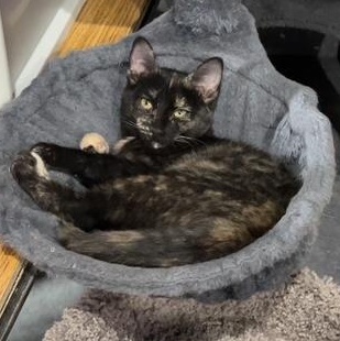 Ava, adoptable, Young Female Domestic Short Hair.