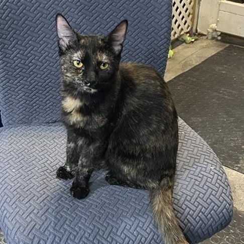 Ava, an adoptable Domestic Short Hair in Devils Lake, ND image 1/3