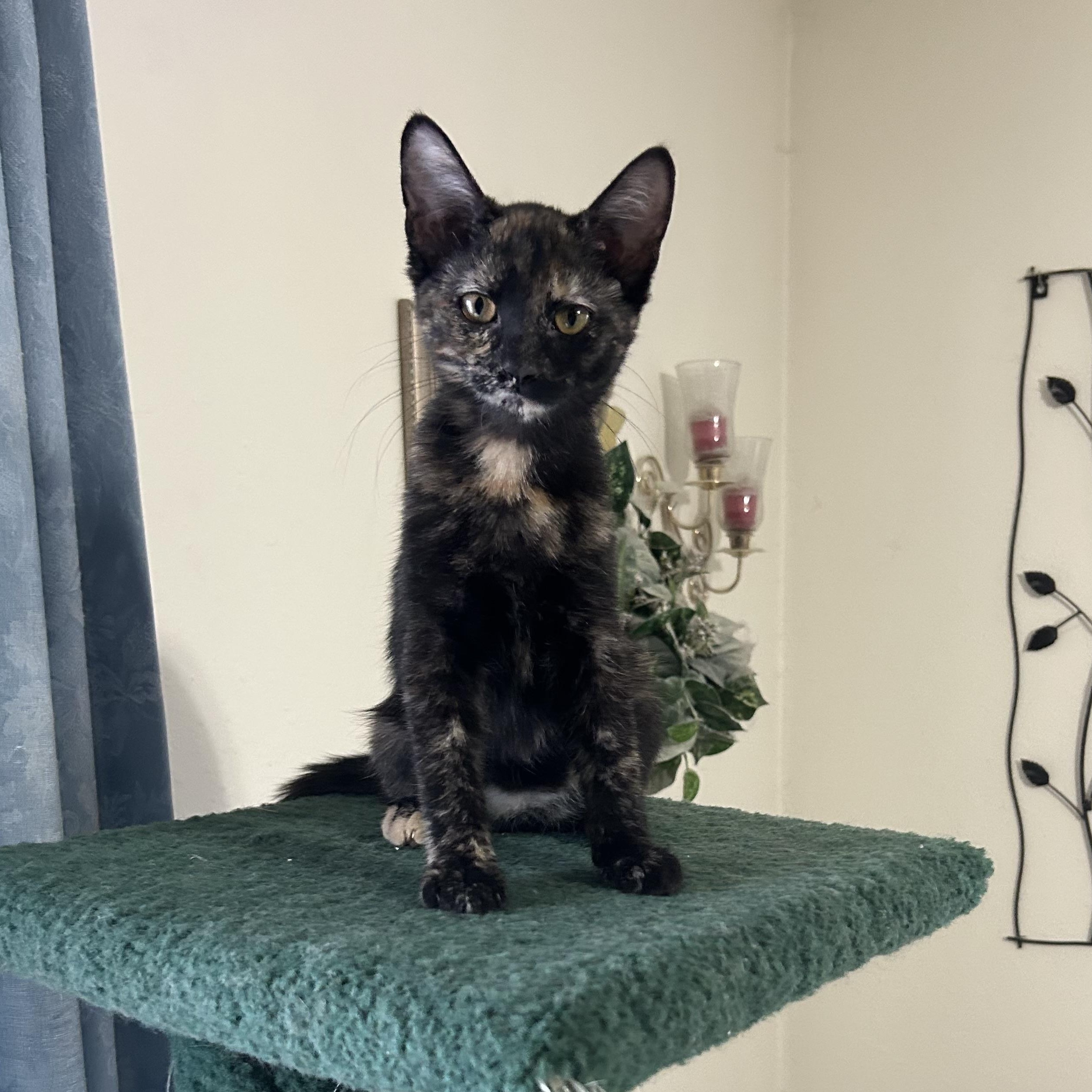 Enlarge Ava, an adoptable Domestic Short Hair in Devils Lake, ND image 3/3