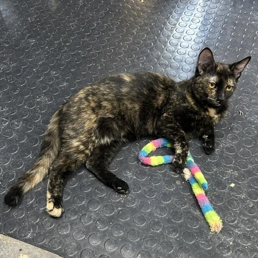 Ava, an adoptable Domestic Short Hair in Devils Lake, ND image 2/3