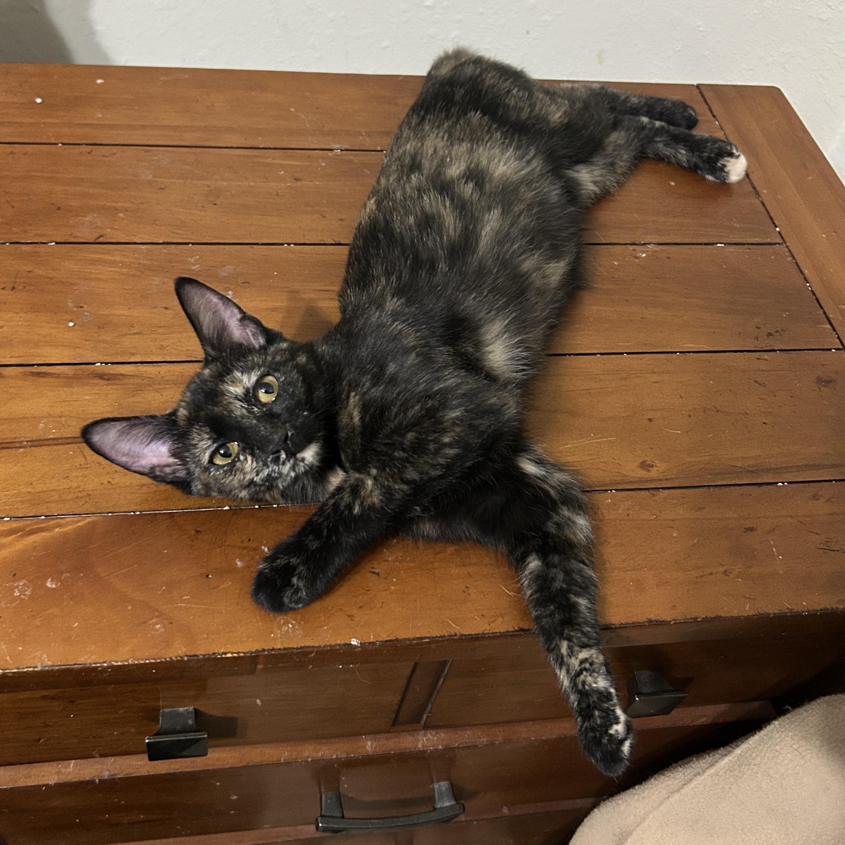 Enlarge Ava, an adoptable Domestic Short Hair in Devils Lake, ND image 2/3