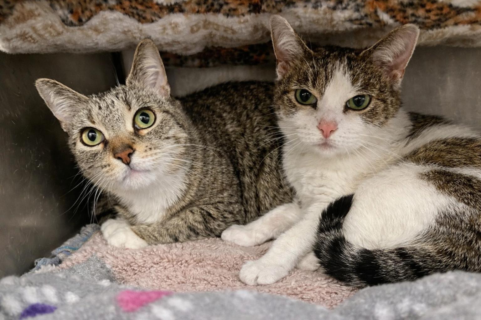 Bubba & Lucy - Bonded Pair, a ADOPTABLE mixed breed in Frederick, MD image 1/3
