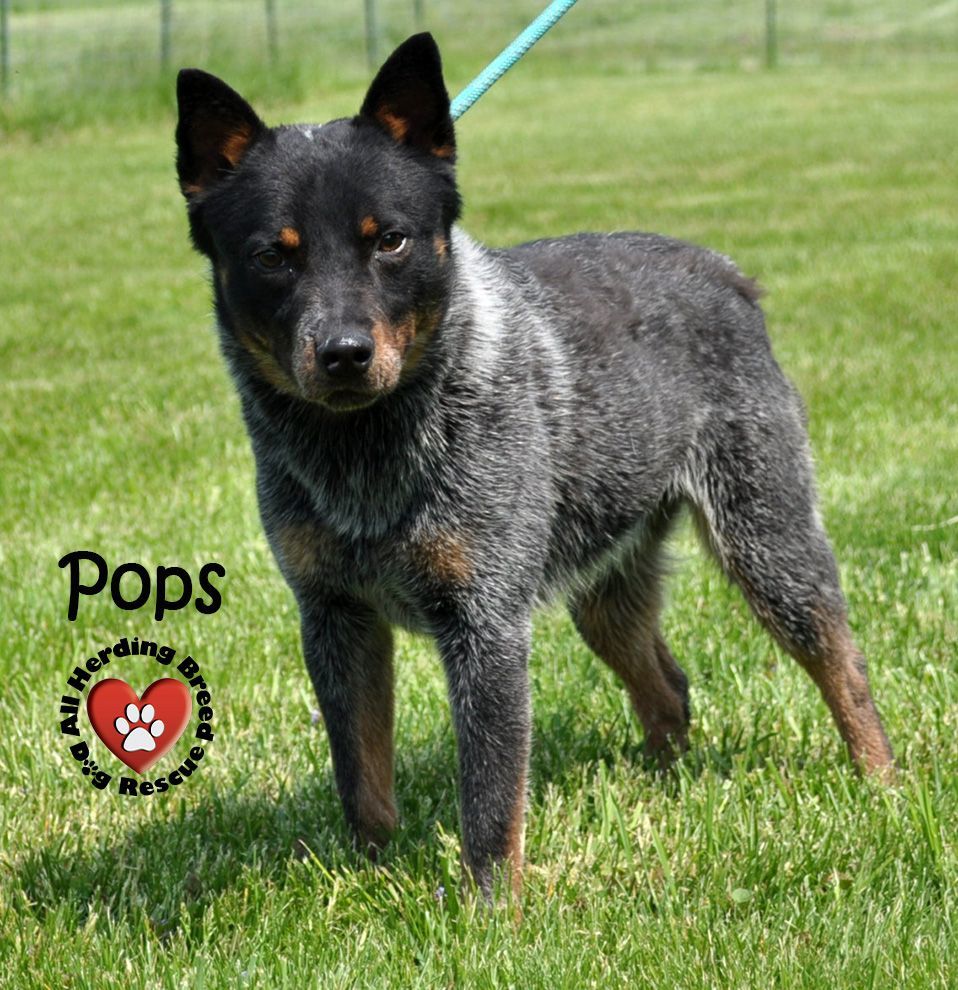 Pops photo 4