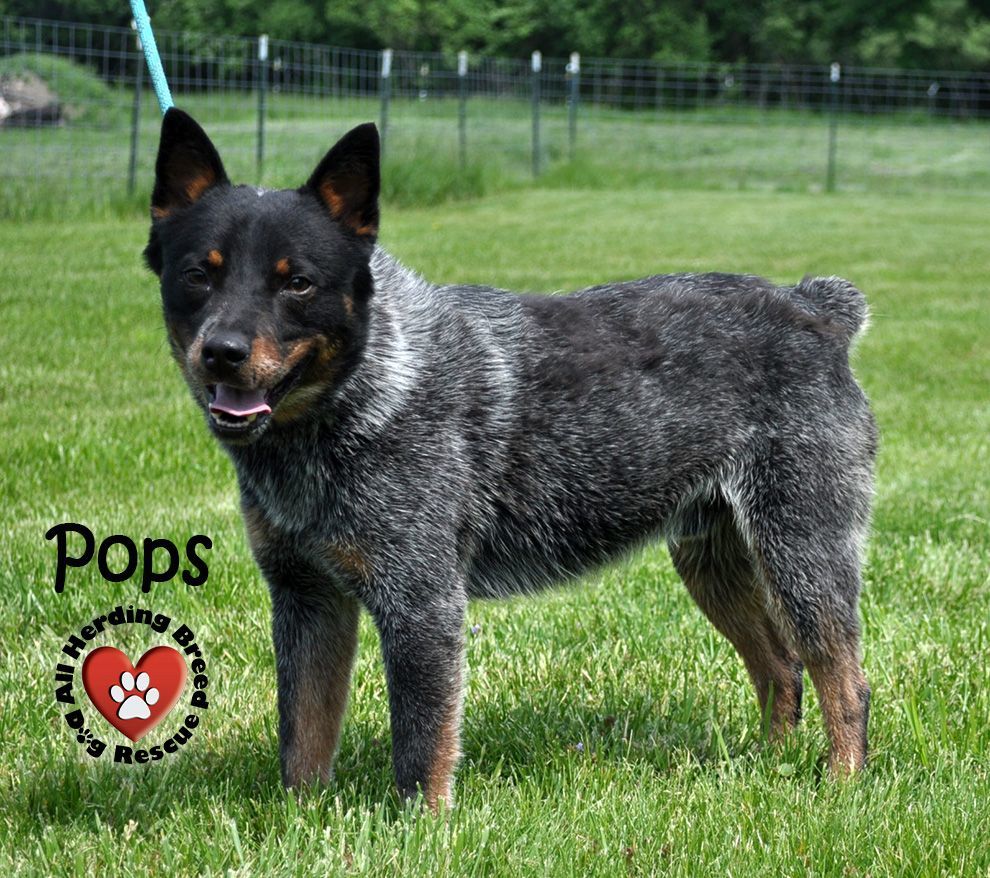 Pops photo 1