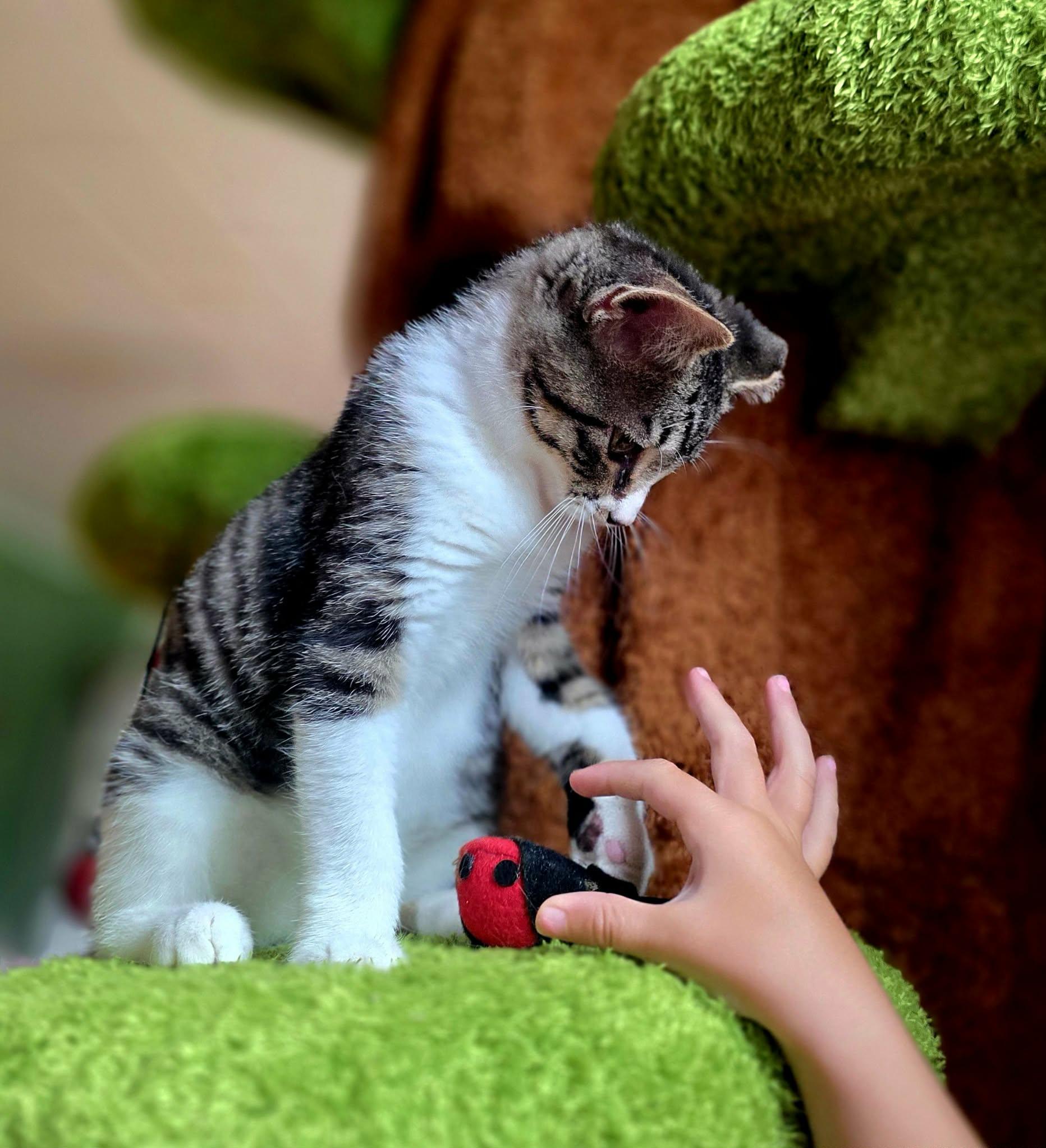 Kermit, a ADOPTABLE Domestic Short Hair in Warsaw, IN image 3/5