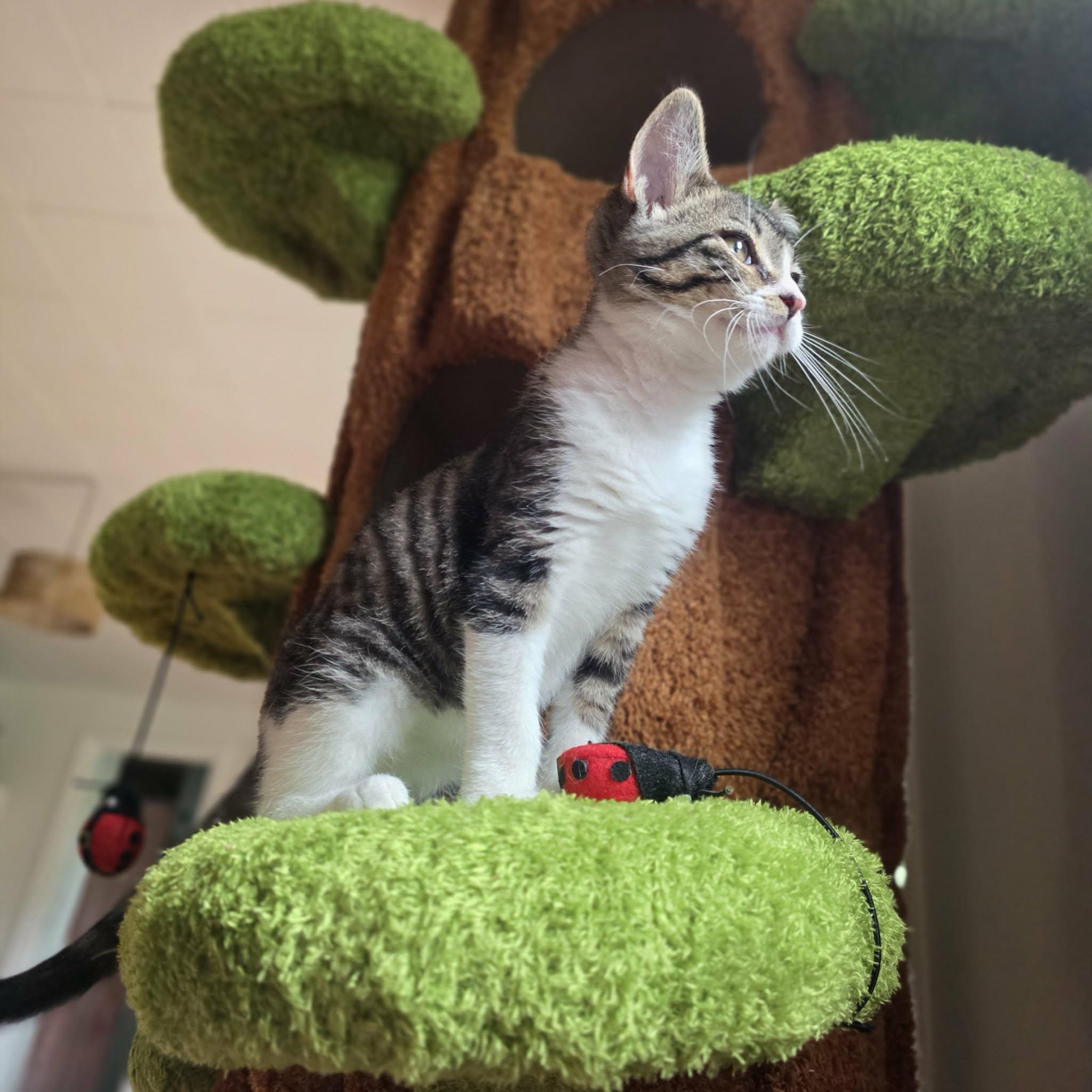 Kermit, a ADOPTABLE Domestic Short Hair in Warsaw, IN image 4/5