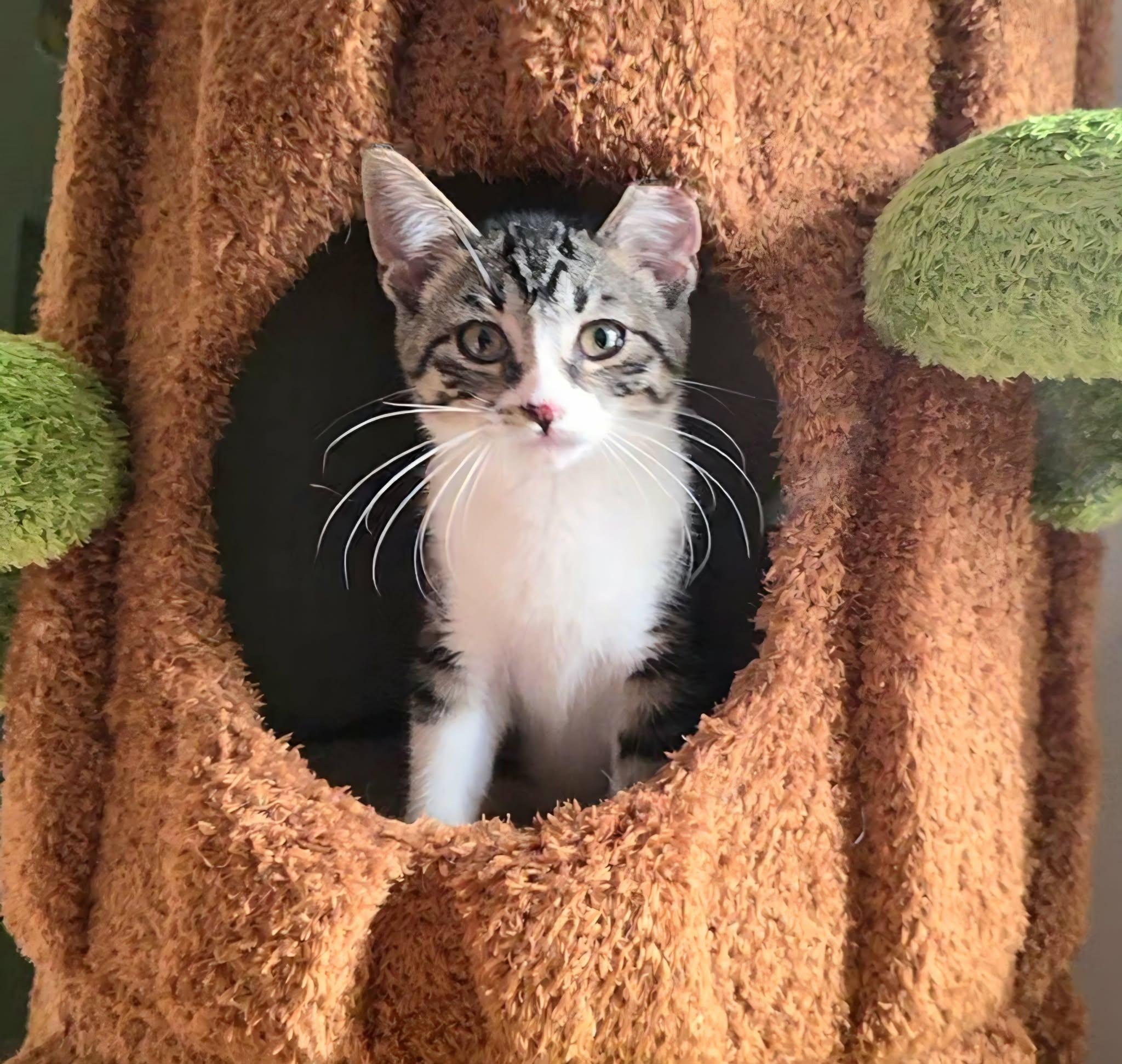 Kermit, a ADOPTABLE Domestic Short Hair in Warsaw, IN image 2/5
