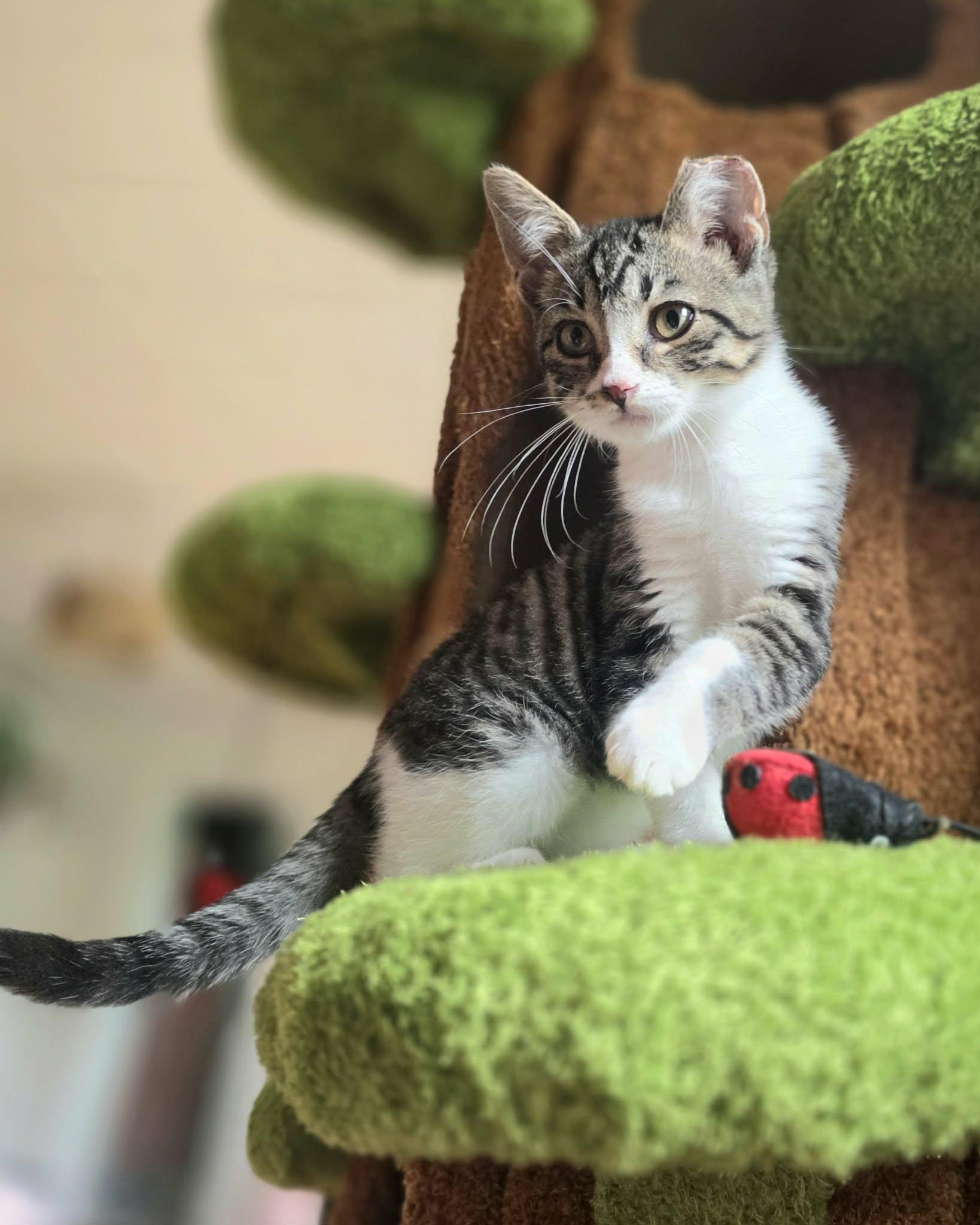 Kermit, a ADOPTABLE Domestic Short Hair in Warsaw, IN image 1/5